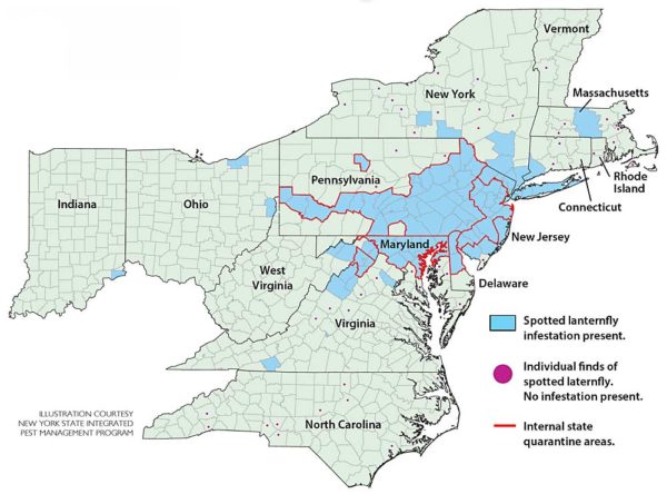 Spotted lanternfly finding more spots – Good Fruit Grower