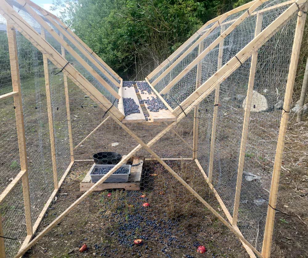 M-traps are one tool British Columbia growers use to manage starling populations. (Courtesy EBB Environmental Consulting Inc.)