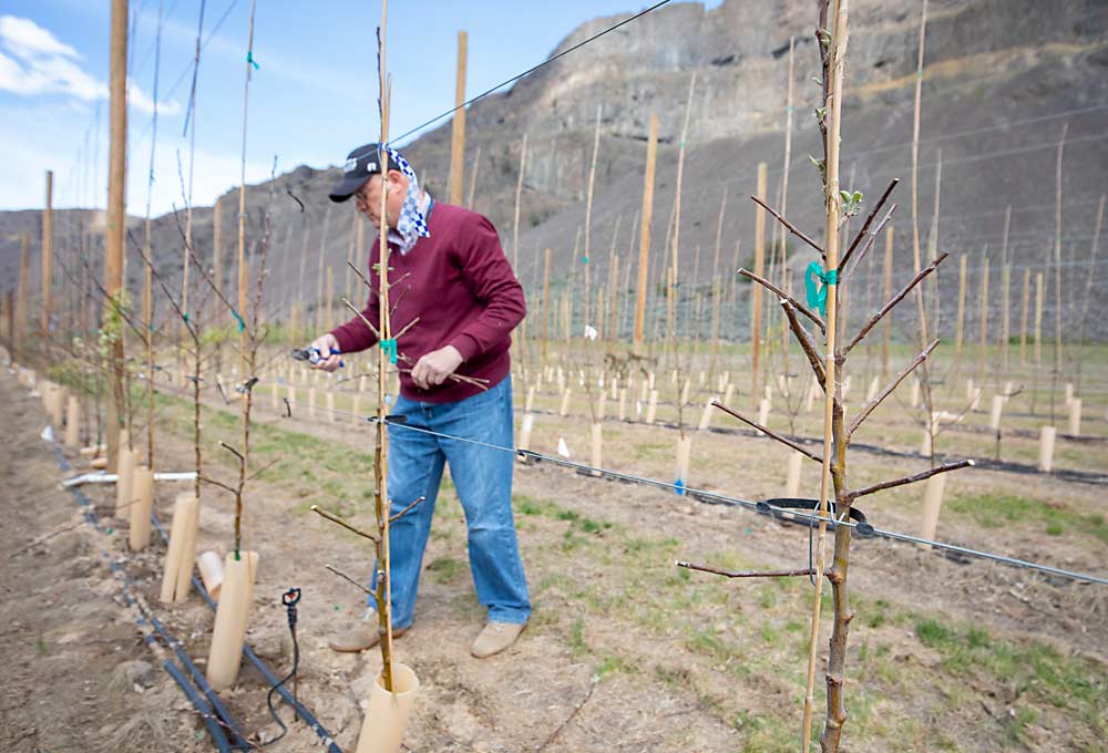 Washington State University tree fruit physiologist Stefano Musacchi stub-cuts newly planted WA 38 trees in May 2022 at the Sunrise research orchard in Rock Island. He left the feathered nursery branches untouched on other trees, to compare how the different pruning and training approaches impacted the trees’ productivity and propensity for blind wood development. (TJ Mullinax/Good Fruit Grower)