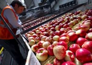 Minneiska apples on a packing line in Washington