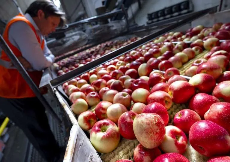 Minneiska apples on a packing line in Washington