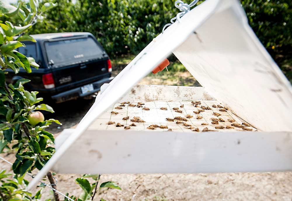 Dozens of sterile codling moths fill a trap in a commercial apple orchard in Summerland, British Columbia, in July 2018. The traps are set up to monitor the success of the Okanagan-Kootenay Sterile Insect Release Program, which has reduced the wild codling moth population to less than 6 percent. (TJ Mullinax/Good Fruit Grower)