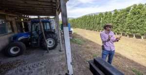 In his Summerland, British Columbia, orchard in July, grower Steve Brown talks about the advantages smaller growers have when weathering a downturn by relying on sweat equity. With all the uncertainty in the apple market right now, he considers his orchard to be in “maintenance mode after years of always replanting and grafting,” he said. (TJ Mullinax/Good Fruit Grower)