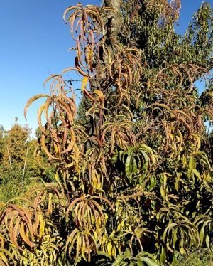 Scott Harper of the Clean Plant Center Northwest is asking stone fruit growers to be on the lookout for peach trees with premature yellowing, reddening and curling of leaves and dieback, such as this peach tree in Franklin County, Washington, in 2018. The symptoms could indicate Western X phytoplasma or pear decline phytoplasma.(Courtesy Alice Wright/Washington State University)