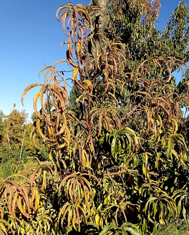 phytoplasmas-found-in-stone-fruit-good-fruit-grower