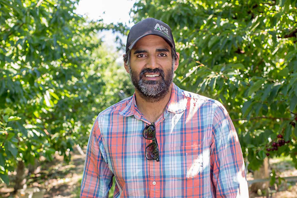 Sukhpaul Bal, a fourth-generation Indo-Canadian grower, in one of his Hillcrest Farm cherry orchards. “Something that drives Sikhs and Indo-Canadians is owning property — and especially farm property,” he said. (TJ Mullinax/Good Fruit Grower)