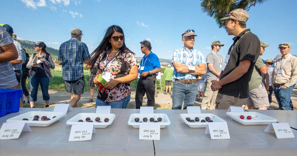 Nick Ibuki, right in black shirt, shows five new unreleased cherry varieties to International Fruit Tree Association attendees at the Agri-Food Canada’s Summerland Research and Development Centre during the 2018 IFTA summer tour in British Columbia, on July 23. (TJ Mullinax/Good Fruit Grower)