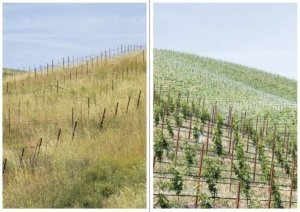 James Martin, owner of Sunshine Mill Winery in The Dalles, Oregon, tours the company’s estate vineyard on May 31, 2016. Martin, along with vineyardist Mark Roser where assessing post-bloom quality of the 320 acres of Pinot Noir planted on a former wheat farm. (TJ Mullinax/Good Fruit Grower)
