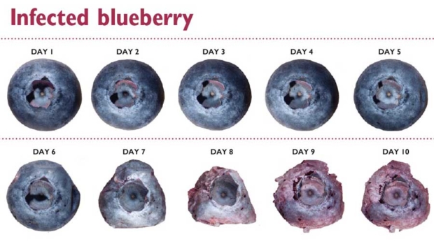 In just 10 days, a spotted wing drosophila larva can destroy a blueberry, feeding on it from the inside after it hatches and before it drops to the ground to transform into a pupa. <b>(Courtesy of Ash Sial, University of Georgia)</b>
