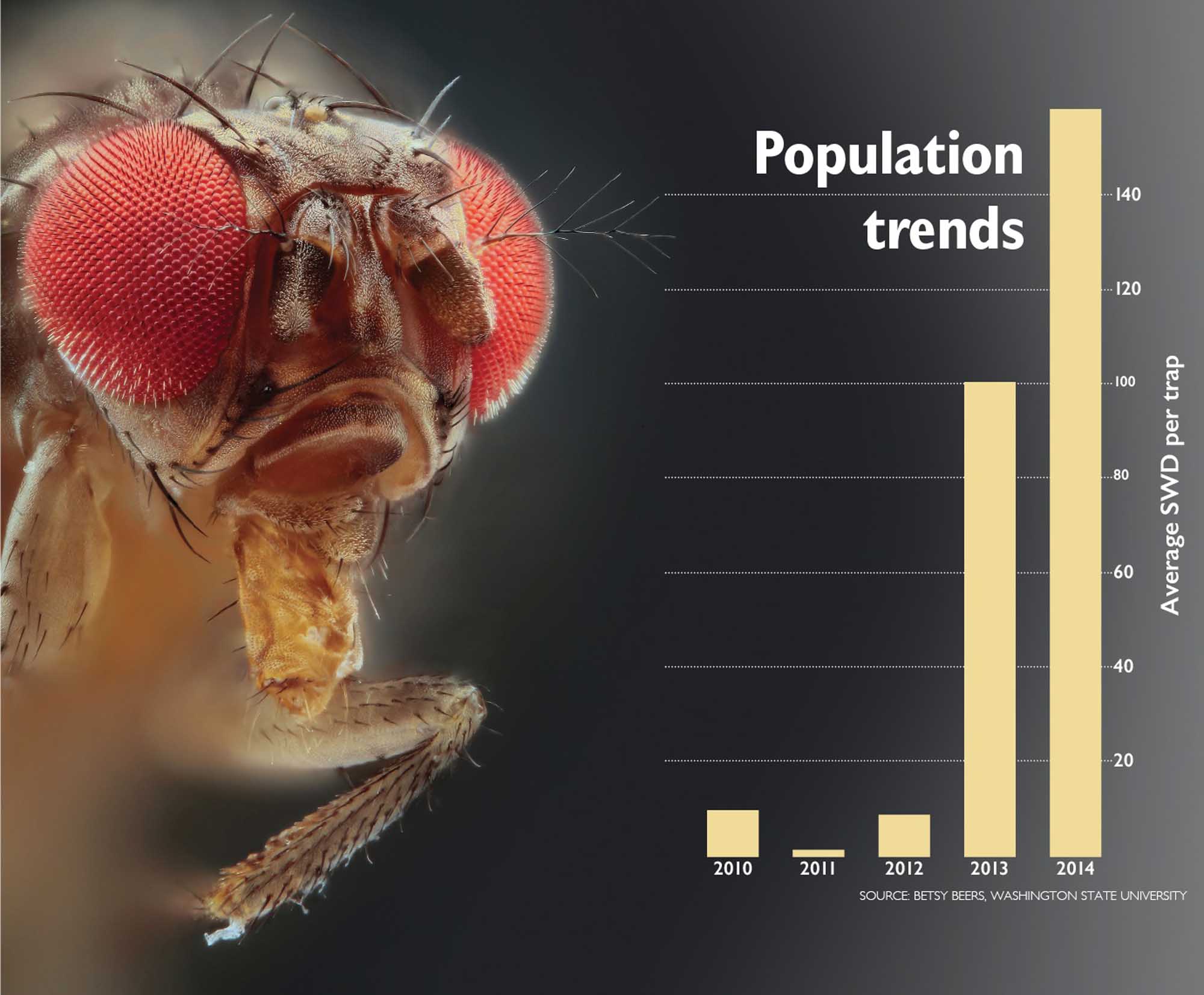 Living With Spotted Wing Drosophila Good Fruit Grower