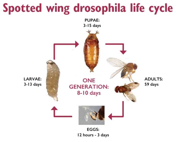 A major reason for concern over the spotted wing drosophila relates to the speed at which this pest reproduces. <b>(Courtesy Ash Sial, University of Georgia)</b>