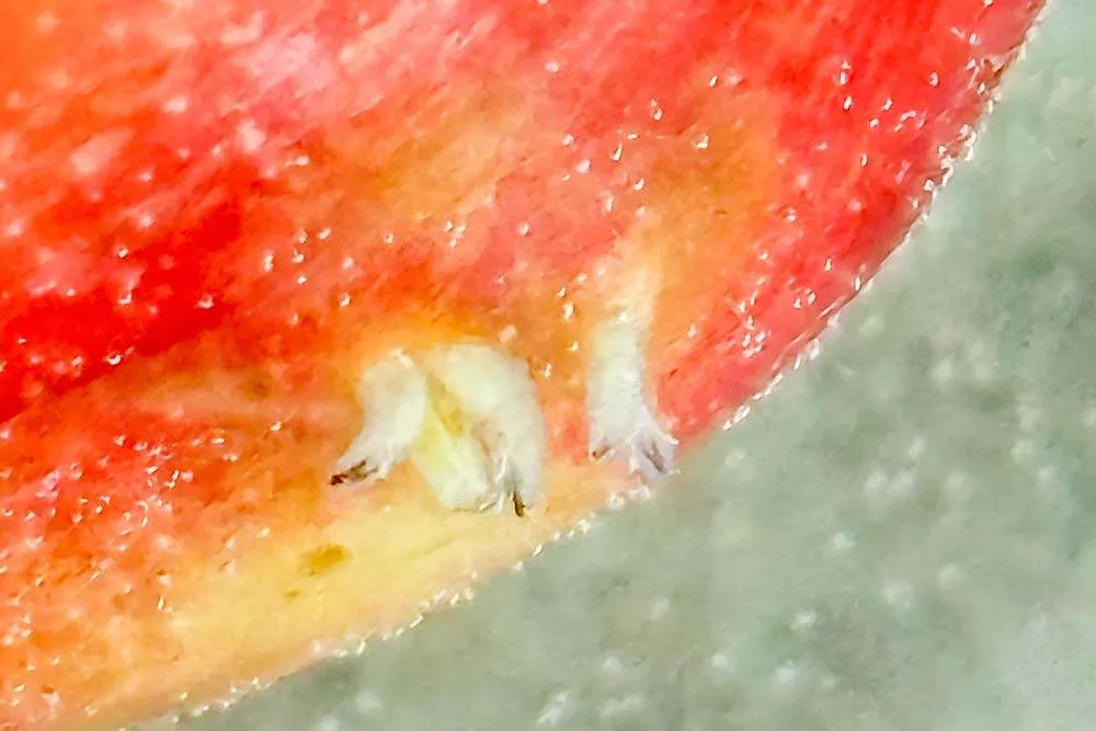 Check the fruit first to fight the flies spotted wing drosophila, tart cherries