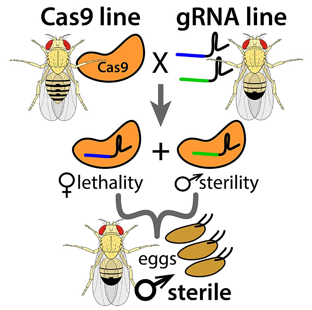 Precision-guided Sterile Insect Technique involves using CRISPR/Cas9 and guide RNAs to genetically create a brood of dead females and sterile males, which would then be released to mate with wild females that would in turn lay unviable eggs, as this diagram shows. It’s one of several projects underway by researchers at the University of California, San Diego to use genetic manipulation as a tool to control spotted wing drosophila. (Courtesy Anna Buchman/University of California, San Diego)