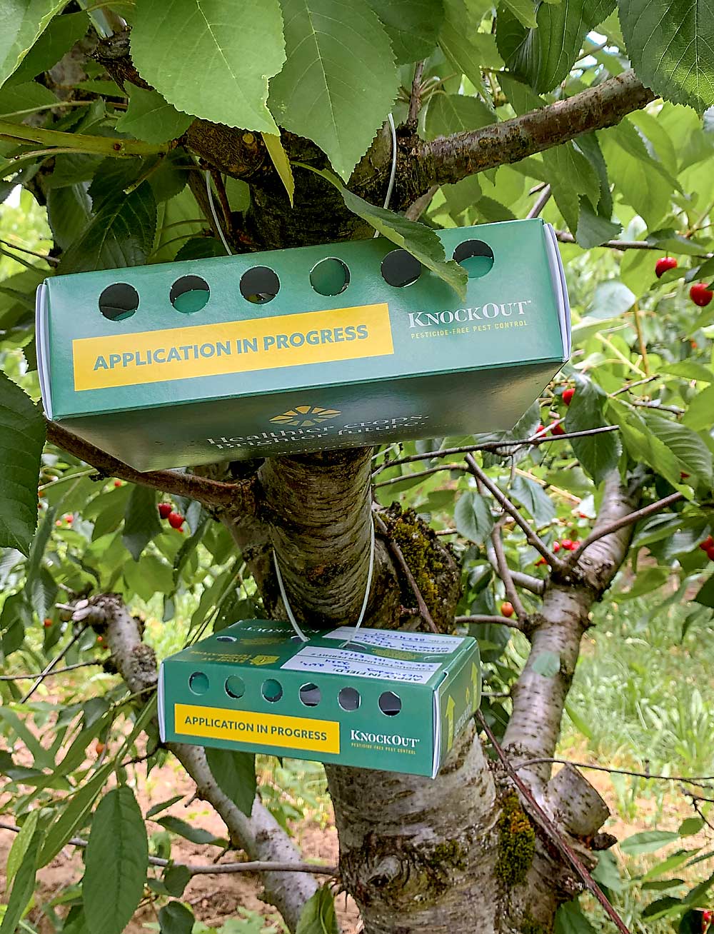 This year, genetics company Agragene and Oregon State University researchers made the first outdoor release of gene-edited spotted wing drosophila in a cherry block at the Mid-Columbia Agricultural Research and Extension Center in Hood River. Each box holds about 2,000 sterile flies. (Courtesy Chris Adams/Oregon State University)