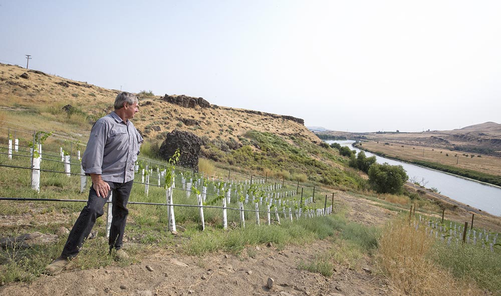 Larry Pearson looks out over a couple of the 10 different vineyard blocks wedged in between the Yakima River and basalt cliffs along the Old Inland Empire Highway north of Benton City, Washington, on August 22, 2017. <b>(TJ Mullinax/Good Fruit Grower)</b>