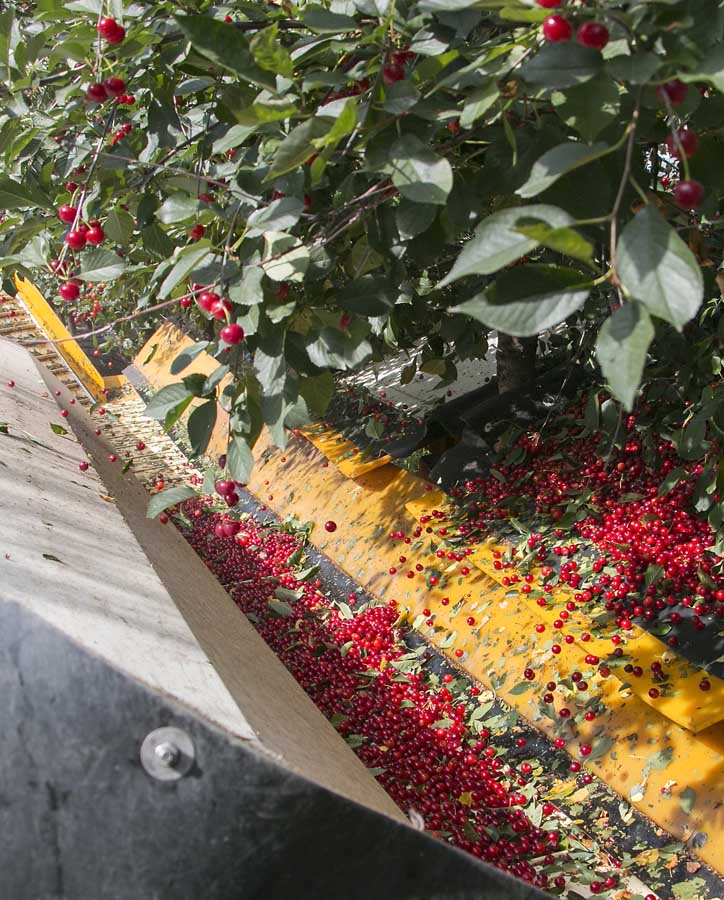 The conveyor belt half of the cherry harvester collects shaken cherries. <b>(Ross Courtney/Good Fruit Grower)</b>