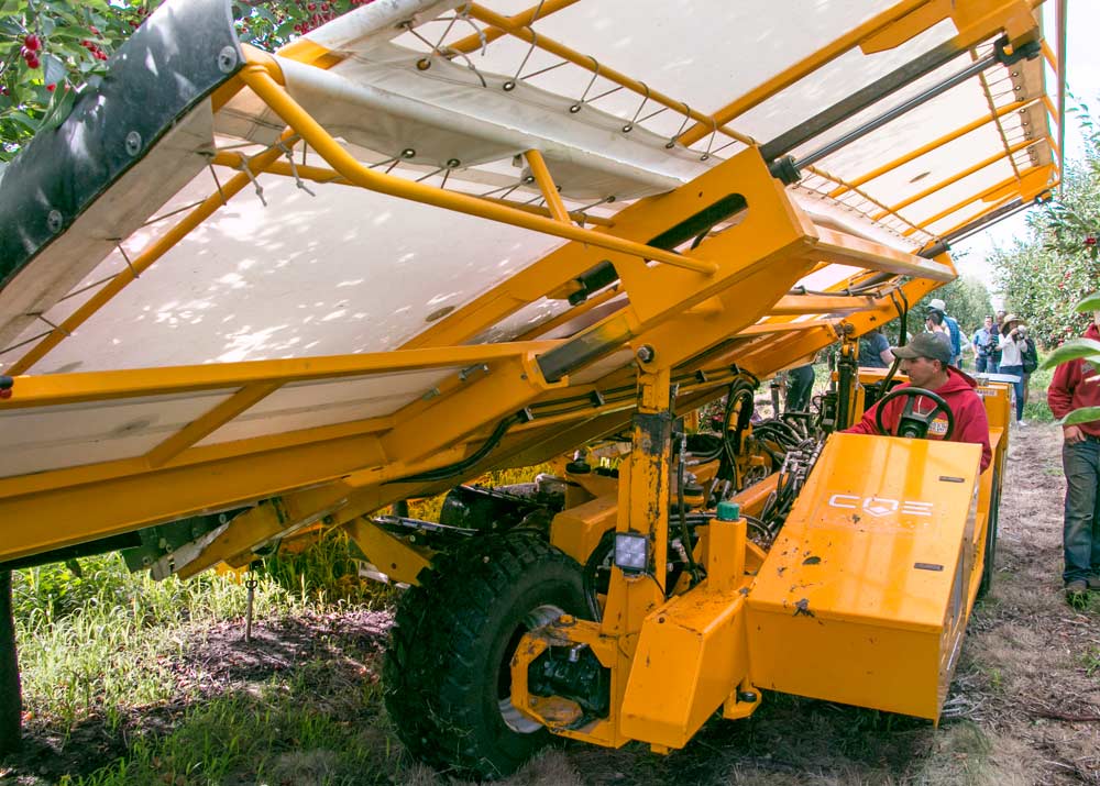 The Dorsings’ tart cherry harvesters are actually two independent machines operating as a team on opposite sides of the row. The side shown here includes the clamp and arm to violently shake the tree while the other component collects the fruit on a conveyor belt. <b>(Ross Courtney/Good Fruit Grower)</b>