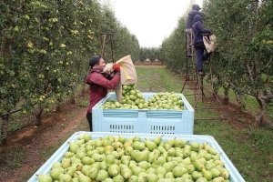 Experiments with Bartlett pear trees on Tatura Trellis began in 1975 at the Research Institute, Tatura, in the Goulburn Valley. The Bartlett trees are now producing commercial yields near Ardmona that we believe are at the biological limit of pear production. Yields of 114 to 123 tonnes per hectare/bins per acre is two to three times the average yield of commercial orchards with Bartlett trees in the Goulburn Valley, Australia. (Courtesy Bas van den Ende)