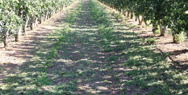 The pattern of shade in the rows shows that the canopy is open, permitting good distribution of sunlight from top to bottom within the canopy. Maximizing the surface area of the effective thin canopy in the Tatura Trellis has significantly contributed to the high yields. <b>(Courtesy Bas van den Ende)</b>