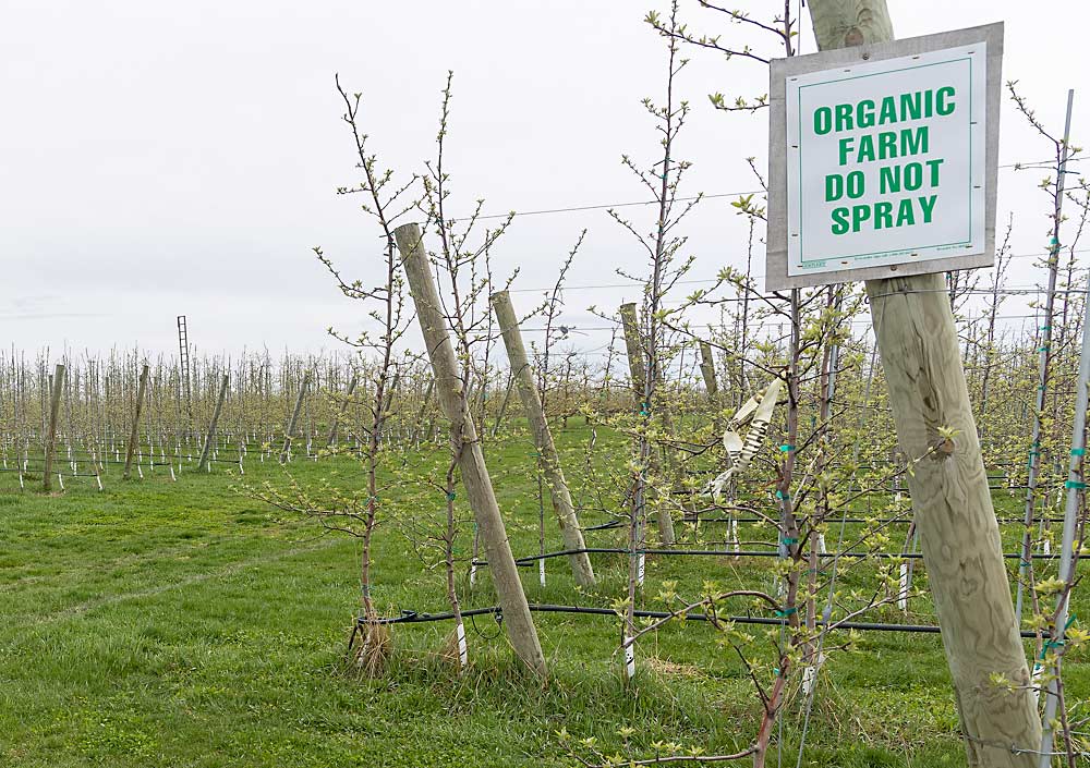 Michigan’s Third Leaf Farm recently decided to transition all of its apple acres to certified organic. Low conventional prices drove the decision, as well as a desire to simplify management practices. (Matt Milkovich/Good Fruit Grower)