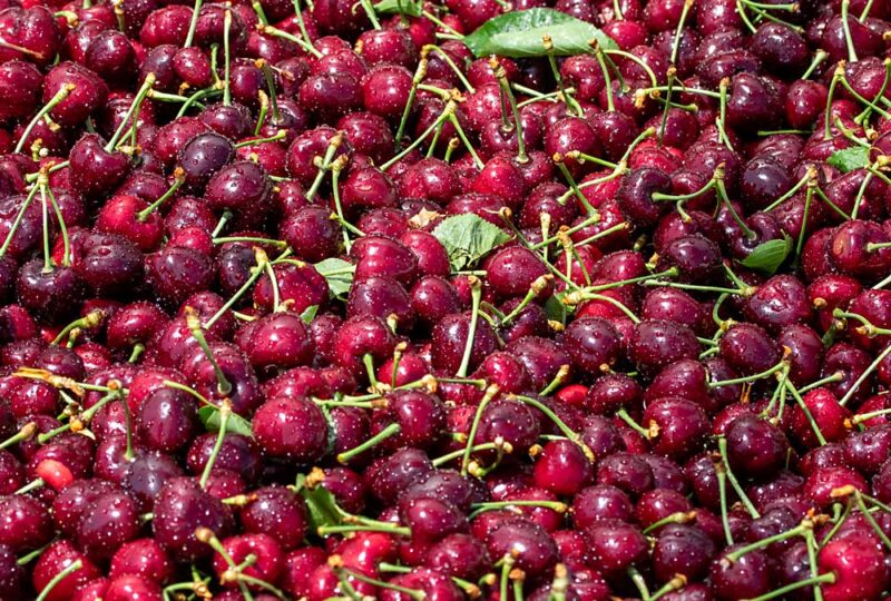 Compressed Crop Creates Challenging Northwest Cherry Season Good