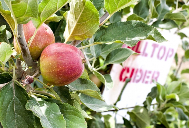 Tieton Cider Works' "Hilltop Cider" orchard in Yakima, Washington in 2014.(TJ Mullinax/Good Fruit Grower)