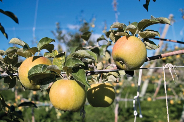 Golden Russet cider apples in Tieton Cider Works cider orchard in Yakima, Wash., in 2014. (TJ Mullinax/Good Fruit Grower)