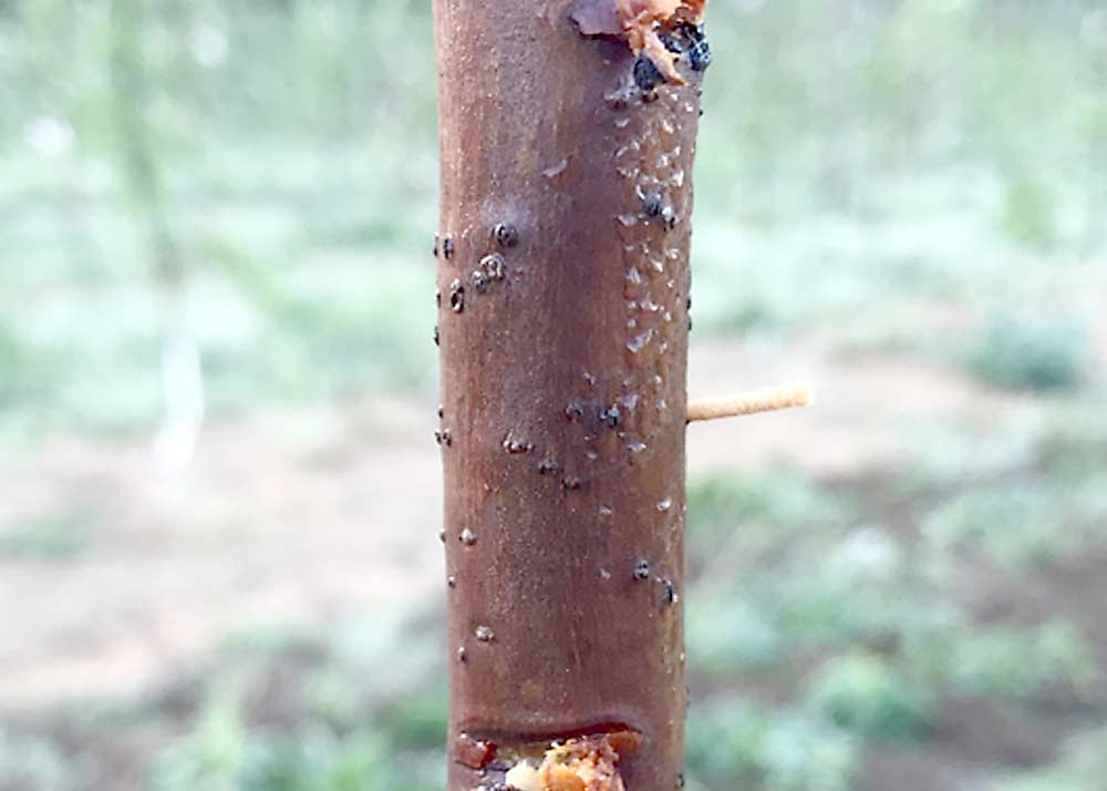 When the female black stem borer burrows into the tree, the tunnels can sometimes be identified from a delicate, toothpick-like, sawdust-and-frass structure (seen here) extending from the hole. (Courtesy Tom Kon/NCSU)