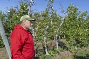 Grower Mo Tougas stands near a row of apple trees, some of them declining, at Tougas Family Farm in Northborough, Massachusetts, in September. He believes the cause is winter injury. (TJ Mullinax/Good Fruit Grower)