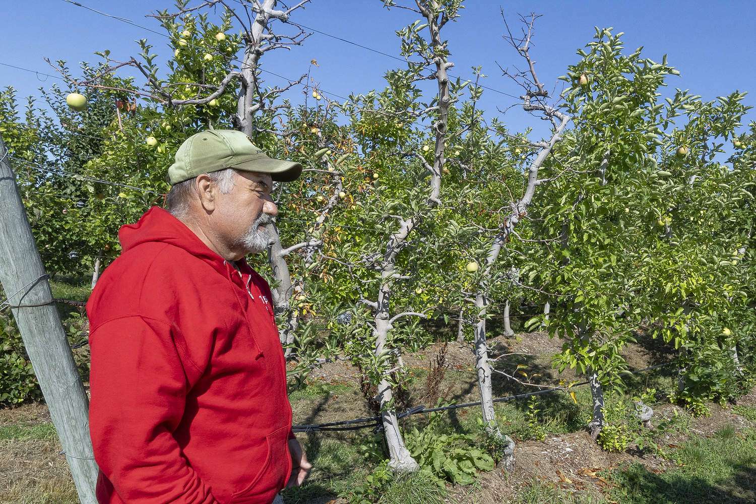 Differentiating decline in apple orchards Grower Mo Tougas stands near a row of apple trees, some of them declining, at Tougas Family Farm in Northborough, Massachusetts, in September. He believes the cause is winter injury. (TJ Mullinax/Good Fruit Grower)