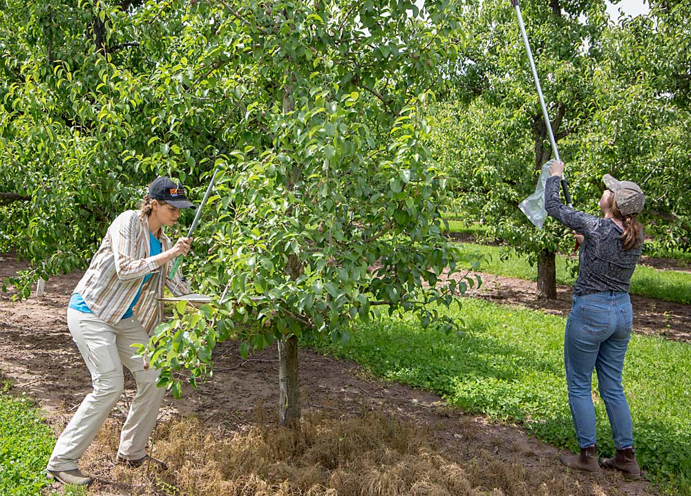 Rendon uses a beat tray to search for insects while Boyer takes vegetative samples. (Ross Courtney/Good Fruit Grower)