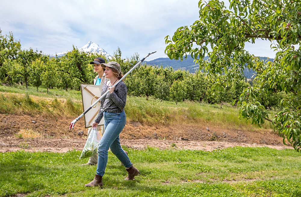 Rendon and research technician Gabriela Boyer exit an orchard as Mount Hood looms in the background. (Ross Courtney/Good Fruit Grower)
