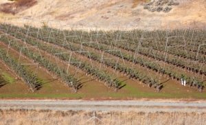 A new tree insurance program in development aims to help growers protect their investment in orchards, since costs have risen dramatically with high-density systems like this V-trellis planting in Kittitas County, Washington. (TJ Mullinax/Good Fruit Grower)