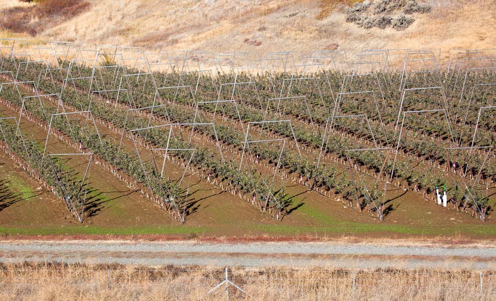 A new tree insurance program in development aims to help growers protect their investment in orchards, since costs have risen dramatically with high-density systems like this V-trellis planting in Kittitas County, Washington. <b>(TJ Mullinax/Good Fruit Grower)</b>
