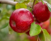 MN80, to be marketed as Triumph, is the latest apple released from the University of Minnesota’s apple breeding program. (Courtesy University of Minnesota)