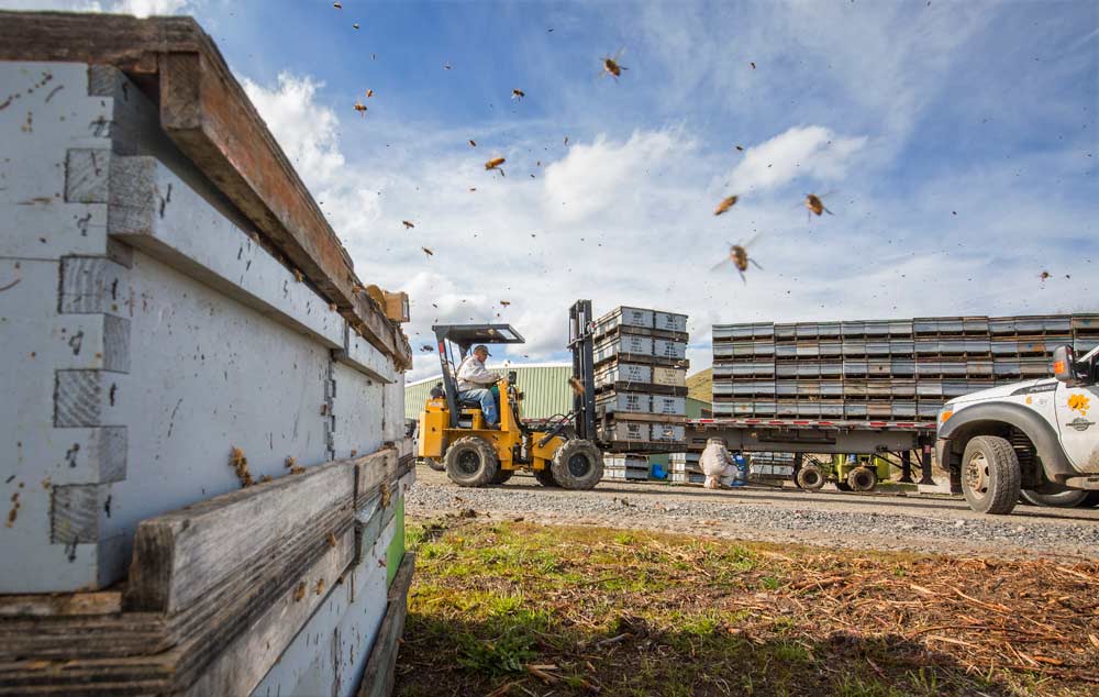A load of honeybees arrives from California in April 2017 at Olson Orchards in Selah, Washington, on April 13, 2017. Beekeepers worry that new federal rules mandating the use of electronic logging devices taking effect this month will make hauling bees harder and more expensive. <b>(TJ Mullinax/Good Fruit Grower)</b>
