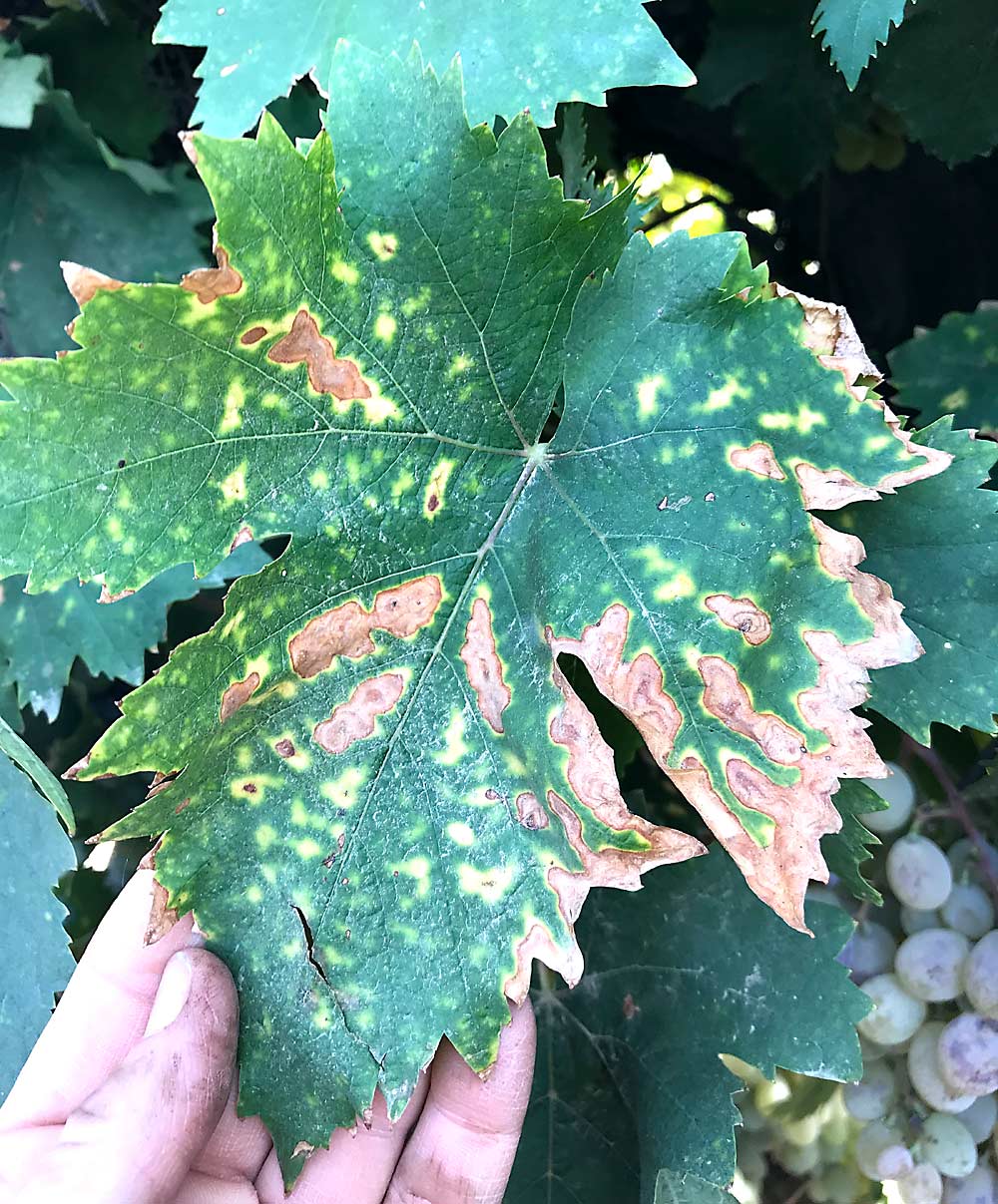 Leaf symptoms indicate an esca infection, a common trunk disease also known as grapevine measles. Recent surveys of Washington vineyards for trunk diseases found significant esca infections, according to Baumgartner. (Courtesy Kendra Baumgartner)