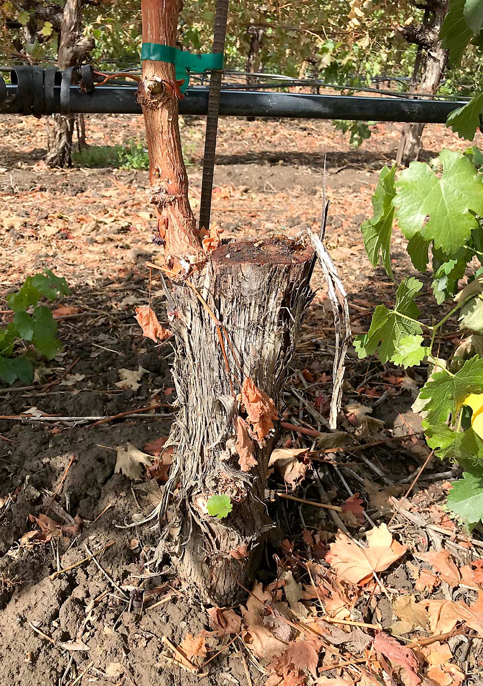 Vine surgery can help vineyards dealing with trunk pathogens stay productive, according to U.S. Department of Agriculture pathologist Kendra Baumgartner. Cutting back the trunk with a chain saw and retraining a new vine allows the healthy root system to boost regrowth, she said in a presentation to Washington growers last year. (Courtesy Kendra Baumgartner)