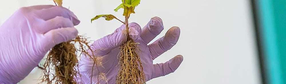 Research targets root boosts from beneficial fungi Apple rootstock samples