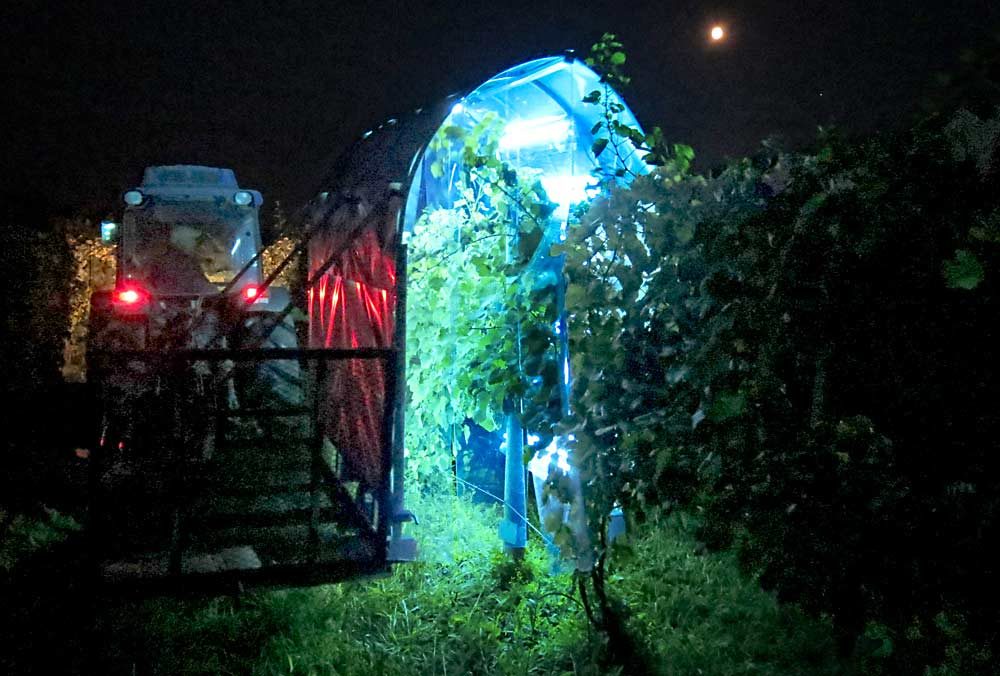 An experimental “light sprayer” shines shortwave ultraviolet light on the canopy of a Cornell University vineyard to kill powdery mildew. At night, the fungal pathogen’s natural defensive mechanism against UV light is off, so a small burst of light is all it takes to disrupt the pathogen’s DNA, said Cornell University pathologist David Gadoury. (Courtesy David Gadoury/Cornell University)
