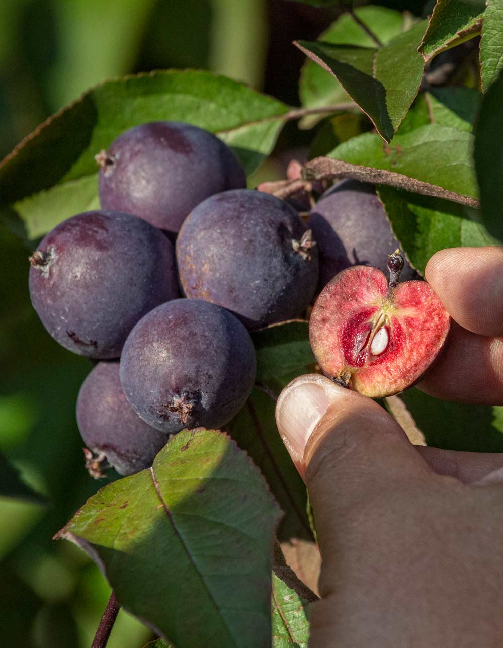 Thomas Chao splits open a Malus hybrid growing at the germplasm repository, showing its red flesh, a trait that has drawn interest from breeders and growers looking to add it to commercial apple varieties. Chao says the repository has the largest collection of Malus varieties outside of Central Asia. <b>(TJ Mullinax/Good Fruit Grower)</b>