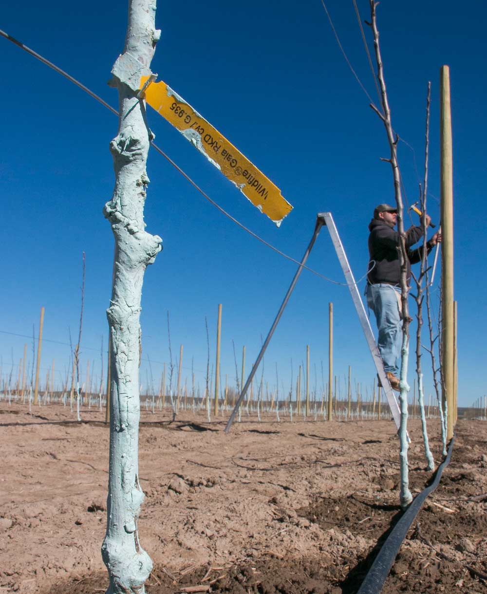 A worker fastens trellis wire to a post in a new planting of Wildfire Galas. <b>(Ross Courtney/Good Fruit Grower)</b>