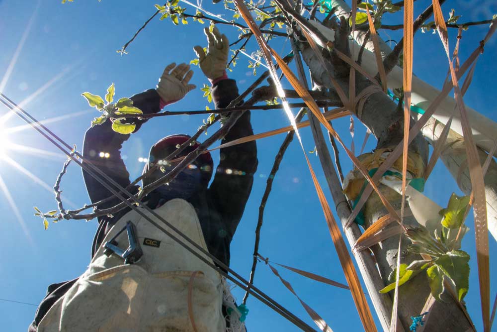 a worker uses plastic covered twist ties and string to train limbs of second-leaf Wildfire Galas in Royal City, Washington, in April. The cost of hand labor to train young trees, not to mention planting expenses, is one of the many factors growers must weigh when deciding whether to switch varieties. <b> (Ross Courtney/Good Fruit Grower)</b>