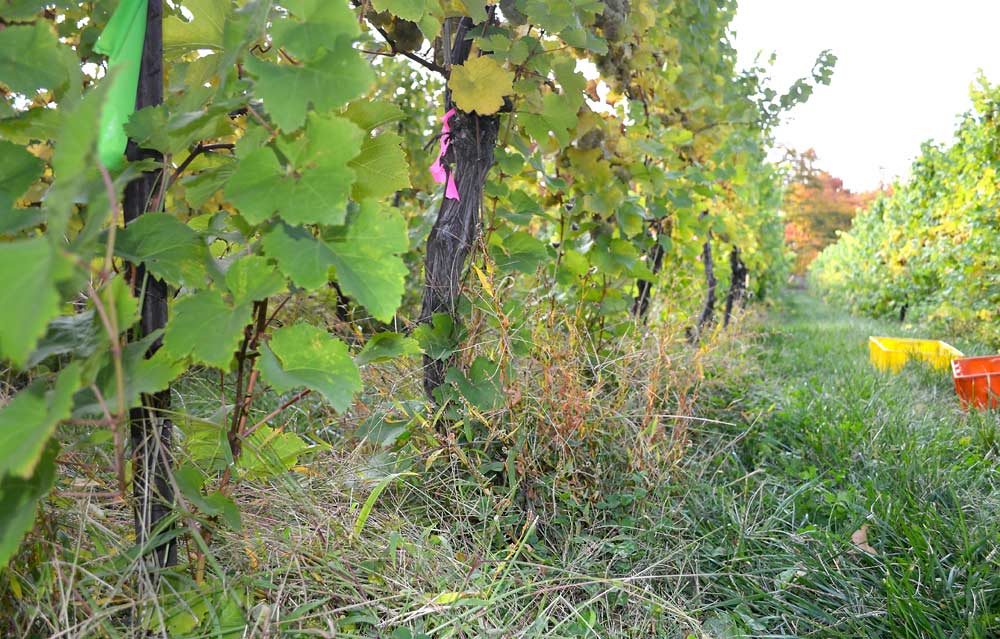 One way for growers to try cover crops beneath their vines is simply to stop trying to maintain bare ground and allow the weeds or “native vegetation” to come up on their own. <b>(Courtesy of Ming-Yi Chou)</b>