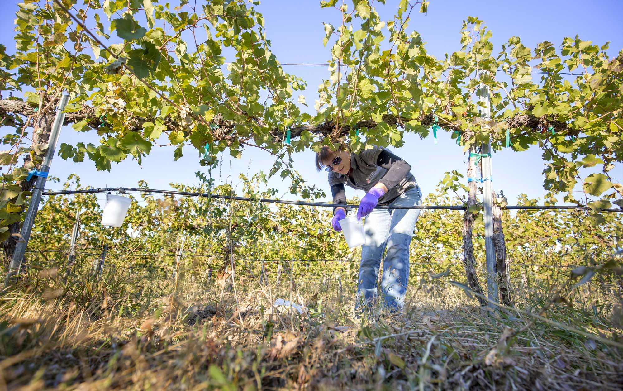 Michelle Moyer attaches containers to irrigation emitters in a Mattawa, Washington, vineyard that helps disperse nematicides. The work is part of a multiyear nematicide study by Moyer and Katherine East from Washington State University. (TJ Mullinax/Good Fruit Grower)