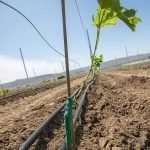 Hansen: Supporting sustainability Mechanized vineyard planting by Vinomatos planting service
