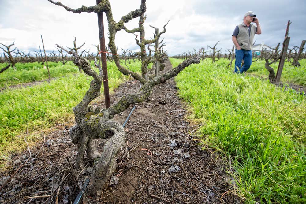 Planted in 1900, these Zinfandel vines have weathered a lot of climate changes already and, despite the predictions of some climatologists, they are unlikely to be displaced by warming trends, says Greg Costa, right, of Felix Costa & Sons in Lodi, Calfornia. “They’ve survived a lot and they are going to see a lot more,” Costa said. <b> (TJ Mullinax/Good Fruit Grower)</b>