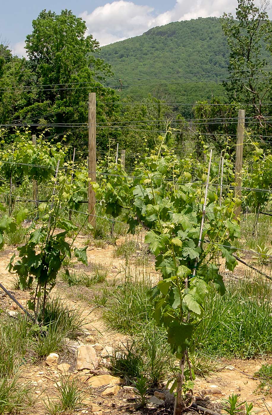 The rocky, well drained soil on this hill top at Brown Bear Vineyards, in contrast to the clay soils found in most of Virginia, make it an ideal site for premium grapes, such as this Petit Verdot block. (Kate Prengaman/Good Fruit Grower)
