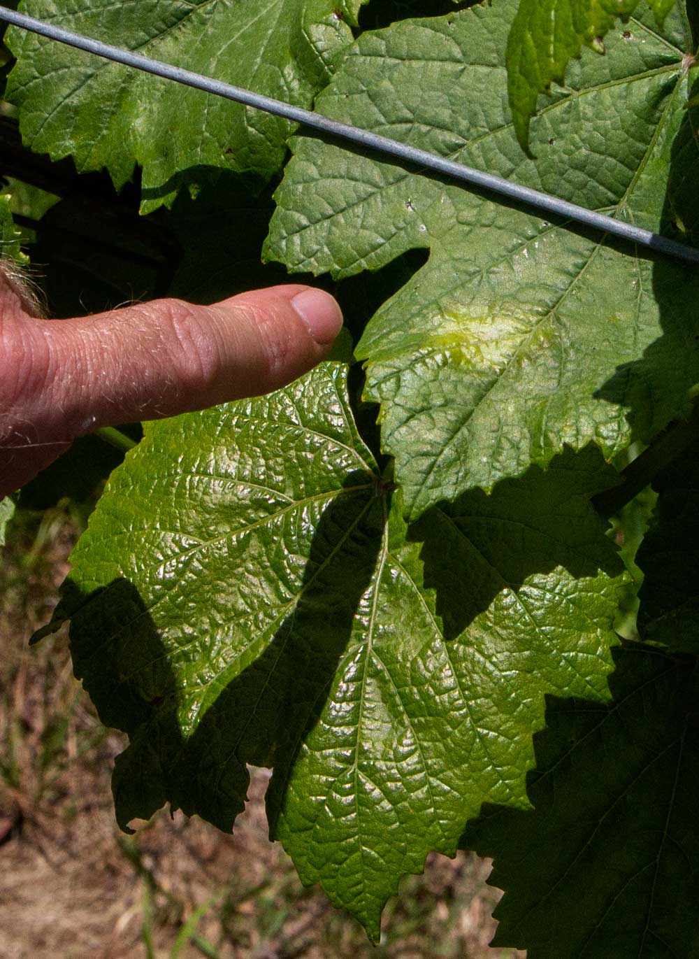 Kelly points to an oil stain spot that indicates the early development of downy mildew. Due to the hot, humid weather, downy mildew and powdery mildew are constant challenges for Virginia Vineyards. (Kate Prengaman/Good Fruit Grower)