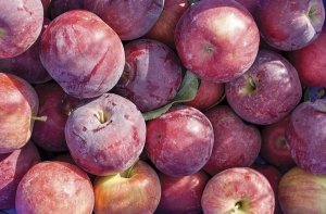 Washington State University researchers share what they’ve learned about WA 38 during a field day September 24, 2015 near Quincy, Washington. (Shannon Dininny/Good Fruit Grower)